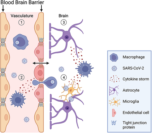 Figure 1 Virus-induced enhancement of blood-brain barrier immune cell trafficking. The figure illustrates how a viral organ infection may stimulate white blood cell (eg, macrophage) and chemical trafficking across the BBB. (1) For example, SARS-CoV-2 infection in the periphery (ie, lung/gut) appears to generate an inflammatory microenvironment, releasing increased levels of activated immune cells that can travel to the brain, altering endothelial integrity, and inducing a similar inflammatory phenomenon there. (2) The increased macrophage excitation, number of immune cells and stimulated cytokine release causes this endothelial disruption, diminishing the immune privilege of the brain. (3) Enhanced trafficking of uninfected and possibly infected macrophages may also facilitate the transport of viral particles into the brain thereby altering microglia and astrocytes homeostasis, building viral reservoirs and affecting cellular interaction. (4) Infection-induced cytokine storms in the brain may further aid viral replication by damaging host DNA, stimulating an even greater rate of RNA polymerase errors and thus, enhanced levels of mutation, causing systemic and persistent infection. We surmise this infection stimulated inflammatory neuronal environment alters mitochondrial function either directly or indirectly in that it requires greater levels of metabolic substrates (eg, oxygen and glucose) to sustain normal functionality, thereby competing with normal neuronal energy demands. As a result, stress-induced viral reactivation and subsequent induction of HIF-1a and mitochondrial ROS may lead to abnormal metabolite generation and distribution, for example, in the form of increased mitochondrial GABA retention and extracellular or cytoplasmic glutamate accumulation, causing functional perturbation of brain networks and disruption in cognitive processing.