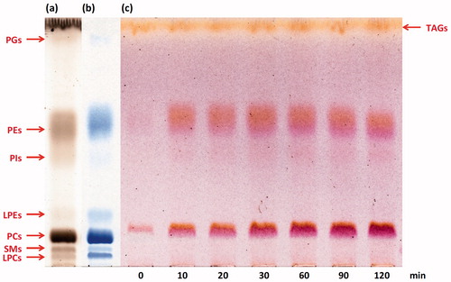 Figure 5. 1D HPTLC chromatograms of hen egg yolk PL fraction extracted with methanol: (a and b) profiles of native PL classes visualised with acidic copper sulphate solution and molybdenum reagent, respectively; (c) DMP-visualised profiles of native (0 min) and enzymatically oxidised PL classes after 10, 20, 30, 60, 90, and 120 min of the soybean LOX 1-catalyzed reaction. LPCs: lysophosphatidylcholines; SMs: sphingomyelins; PCs: phosphatidylcholines; LPEs: lysophosphatidylethanolamines; PIs: phosphatidylinositols; PEs: phosphatidylethanolamines; PGs: phosphatidylglycerols; TAG: triacylglycerols. Reprinted with permission from [Citation104].
