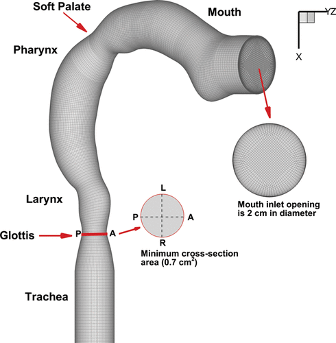 FIG. 4. Computational model of the oral–pharynx–larynx–trachea airway adopted from (Cheng et al. Citation1997) with a block-structured mesh airway model applied to it.