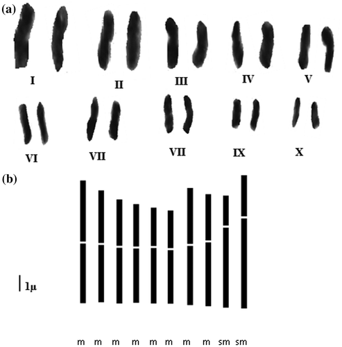 Figure 4. Karyotype (a) and idiogram (b) of the tetraploid cytotype of Plantago albicans L. (2n = 4x = 20).