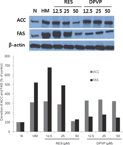 Figure 4  . Effect on intracellular expression of ACC and FAS. N: normal; HM: hormone mixture; DPVP: 4-[2-(3,5-dimethoxyphenyl)vinyl]pyridine; Res: resveratrol.