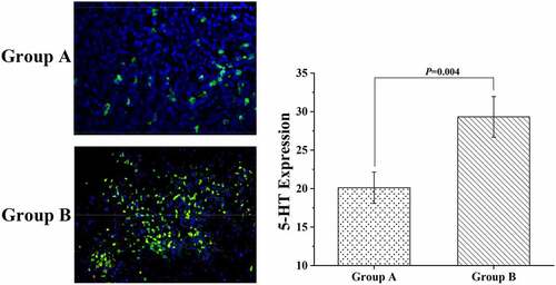 Figure 7. The results of the immunofluorescence staining experiment