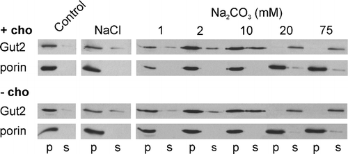Figure 5.  The effect of PC depletion on the association of Gut2 with mitoplasts. Mitoplasts were prepared by diluting mitochondria from cho2opi3 cells (strain PR03) grown for 4 generations in the presence (+ cho) or absence (− cho) of 1 mM choline, in hypotonic buffer. After washing with buffer H the mitoplasts were incubated for 5 min in buffer H (control) or in buffer H containing 1 M NaCl or Na2CO3 at the concentrations indicated. The mitoplasts were spun down and the amount of Gut2 and porin in the pellet (p) and supernatant (s) fractions was determined by Western blotting, using an antibody against the hemagglutinin tag of Gut2 and against porin, respectively. Results from a typical experiment are shown.