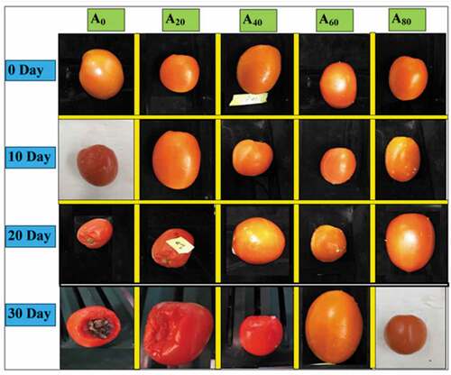 Figure 7. Overall visual representation of tomatoes treated with an edible coating of various AVG concentrations stored at 10°C for up to 30 days.Figura 7. Representación visual general de tomates tratados con un recubrimiento comestible de varias concentraciones de AVG almacenados a 10°C durante un máximo de 30 días.