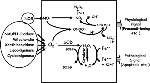 Figure 1. Generation and effects of intracellular ROS/RNS: Superoxide (O2⋅−) and nitric oxide (NO·) generated from various intracellular sources are identified by oval‐shaped boxes. Those two radicals can be converted into various other ROS/RNS by mutually interactive pathways as described in the text. Depending on type, combination, amplitude, and duration of those radicals the respective signals are finally integrated into an output‐like preconditioning effect (physiological) or apoptosis (pathological).