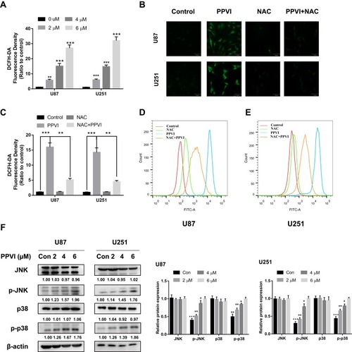 Figure 6 PPVI induced overproduction of intracellular ROS and promotes JNK and p38 phosphorylation in glioma cells. (A) Cells were treated with various concentrations of PPVI for 24 hrs and then incubated with 5 µM DCFH-DA. (B–E) Cells were pre-treated with or without NAC (10 mM) for 2 hrs followed by PPVI (4 µM) treatment for an additional 24 hrs and then stained with 5 µM DCFH-DA. The levels of ROS were detected using fluorescence microscopy and flow cytometry. The mean DCFH-DA fluorescence was shown in histograms. (F) Cells were incubated with the indicated concentrations of PPVI for 24 hrs. The expressions of p-p38, p38, p-JNK, and JNK were evaluated by Western blot analysis. * p < 0.05, ** p < 0.01, ***p<0.001.Abbreviations: NAC, N-acetyl cysteine.