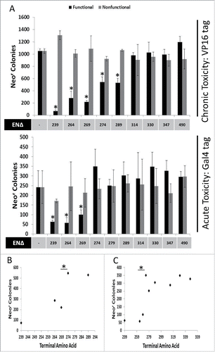 Figure 2. Chronic and Acute Toxicity of EN-containing ORF2 fragments. VP16-tagged and Gal4-tagged EN-containing ORF2 fragments are toxic to HeLa cells. (A) Chronic and Acute toxicity assays of EN-containing ORF2 fragments in HeLa cells. Amino acid that ORF2 fragment terminates in (ENΔ) denoted below graph bars for both functional (black) and nonfunctional (gray) EN-containing ORF2 fragments. Nonfunctional EN-containing fragments have catalytically necessary amino acids mutated in the EN domain (D205A, H230A). Error bars denote standard deviation (n = 3). Statistical significance was assessed using Student's t-test (*p < 0.05). (B) Grouping of chronic toxicity. Colony counts for EN264Δ and EN269Δ are not significantly different from one another. Colony counts for EN274Δ and EN279Δ are not significantly different from one another. Colony counts for EN264Δ and EN269Δ are significantly different from colony counts for EN274Δ and EN279Δ. Statistical significance was assessed using Student's t-test (*p < 0.05). (C) Grouping of acute toxicity. Colony counts for EN239Δ, EN264Δ and EN269Δ are not significantly different from one another. Colony counts for EN274Δ, EN279Δ, EN289Δ, EN314Δ, EN330Δ, EN347Δ, and ENZ490Δ are not significantly different from one another. Colony counts for EN239Δ, EN264Δ and EN269Δ significantly different from colony counts for EN274Δ, EN279Δ, EN289Δ, EN314Δ, EN330Δ, EN347Δ, and ENZ490Δ. Statistical significance was assessed using Student's t-test (*p < 0.05).