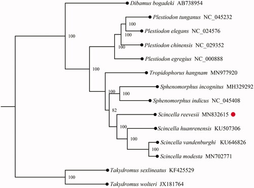 Figure 1. Phylogenetic tree obtained from maximum-likelihood (ML) analysis based on 14 concatenated mitochondrial PCGs. Numbers on node are posterior probability (PP).