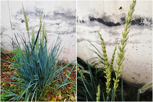 Figure 1. Morphology features of E. magellanicus. (a) Individual of E. magellanicus; (b) Spikes at the flowering stage. The photos of E. magellanicus were taken at the Botanical Garden of the Center of Wheat Research of Henan Institute of Science and Technology, Xinxiang, Henan, China.