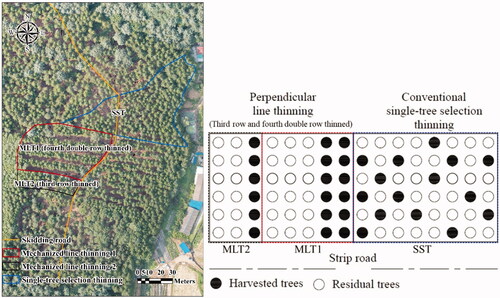 Figure 2. Study site and thinning treatments of SST and MLT systems.