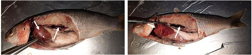 Figure 2 Naturally infected M. seheli with B. cereus showed enlargement and congestion of the kidney and liver (white arrows) with the accumulation of serous fluids in the body activity (S).