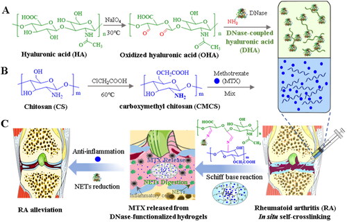 Scheme 1. An illustration of DNase-functionalized hydrogel with MTX loading for rheumatoid arthritis treatment. (A) The synthesis of DNase-coupled oxidized hyaluronic acid. (B) The prepared process of carboxymethyl chitosan. (C) Intra-articular injection of DNase-functionalized hydrogel for the treatment of RA.