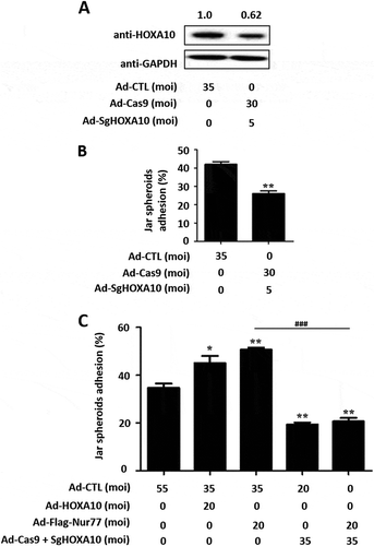 Figure 4. HOXA10 mediates Nur77 involvement in embryo adhesion. (A) Ishikawa cells were infected with Ad-Cas9 + Ad-SgHOXA10 at MOI of 0 or 35 for 48 h, and Western blotting detected the expression of the HOXA10 protein. (B) Ishikawa cells were infected with Ad-Cas9 + Ad-SgHOXA10 at MOI of 0 or 35 for 48 h, and a Jar spheroid attachment assay was conducted. **p < 0.01 vs. the Ad-CTL group. (C) Ishikawa cells were infected with Ad-Cas9 + Ad-SgHOXA10. After 24 h, the cells were treated with Ad-Flag-Nur77 as indicated for an additional 48 h. Several spheroids were transferred to confluent monolayers of Ishikawa cells. *p < 0.05 and **p < 0.01 compared with the Ad-CTL group at the same time point; ###p < 0.001 compared with the Ad-Flag-Nur77 group at the same time point.