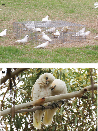 Figure 1. (a) The walk-in cage trap which successfully captured Little Corellas after 1 week of pre-feeding at the capture site. (b) GPS transmitter harness removal aided by a neighbouring Corella. The harness is difficult to see as the Corella with the transmitter (left) has preened its feathers over the harness; the adult Corella without a transmitter (right) is chewing the Teflon strap looped around the left wing (photos: Rowan Mott).