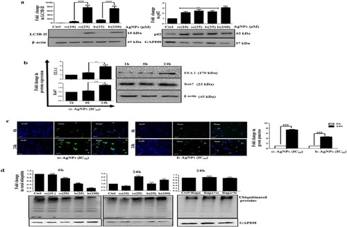 Figure 6 Analysis of AgNP accumulation over time on trafficking and autophagic flux. (A) Immunoblots showing expression of LC3B-II and p62 after AgNP exposure for 24 h. (B) Immunoblots showing expression of EEA1 and Rab7 at different time points post exposure to IC50 dose of AgNPs. (C) A comparative analysis of GFP-ub punctae green fluorescence after 6 h and 24 h of AgNP exposure. Scale bar- 200 µm. (D) Immunoblot showing total ubiquitinated protein after exposure to AgNPs. Rapa was added 24 h before NP treatment. [Symbol *#, @ and $ represent statistically significant difference with respect to untreated cells, AgNP-treated, 1 h AgNP treatment & 6/24 h of AgNP treatment respectively].