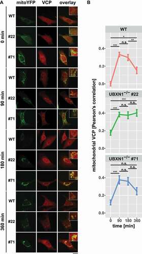 Figure 6. Loss of UBXN1 impacts mitochondrial recruitment of VCP. (A) HeLa (WT), HeLa UBXN1-/- clone 22 (#22) and clone 71 (#71) cells transfected with an expression plasmid for mitoYFP-T2A-MYC-PRKN, treated with 25 µM CCCP for 90, 180, 360 min or left untreated, were fixed, stained using mouse anti-VCP antibodies and imaged by confocal microscopy. Shown are representative images from two independent experiments after 90, 180, and 360 min of CCCP treatment. Scale bar: 20 µm. (B) Mitochondrial translocation of VCP in HeLa was quantified by line drawings across mitochondria of wild-type and UBXN1-/- clone #22 and #71 cells. Shown is the mean Pearson’s correlation between VCP and mitoYFP of 28 to 125 cells per condition from two independent experiments. Statistical significance was tested using unbalanced two-way ANOVA followed by Student’s t-test with “fdr” adjustment for multiple testing.