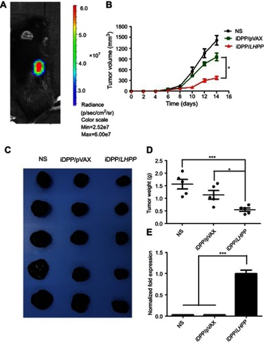 Figure 3 Antitumor effects of iDPP/LHPP nanocomplex in vivo. (A) In vivo imaging of luciferase activity in the B16-F10 mouse model. (B) Tumor growth in NS, iDPP/pVAX and iDPP/LHPP groups over 14 days after the first treatment in the B16-F10 mouse model. (C) Representative photographs of melanoma in NS, iDPP/pVAX and iDPP/LHPP group, respectively. (D) Mean tumor weight of the mice in each treatment group. (E) Relative expression of LHPP in each group detected by RT-PCR. (*p<0.05, **p<0.01, ***p<0.001).