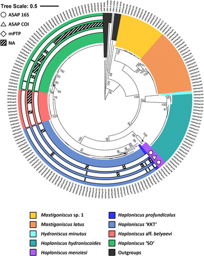 Fig. 8. Consensus phylogenetic tree (16S and COI) of 186 haploniscid isopods. Sequence allocation to distinct clusters based on ASAP and mPTP analyses (white rings) and morphological identity (coloured background) is highlighted. Sequences are genetically clustered based on the results of an ASAP-analysis for the 16S (circle) and COI gene (triangle) as well as a mPTP-analysis (diamond). Shaded ring segments indicate gaps within a cluster due to missing molecular data of the specimens in question for this gene.