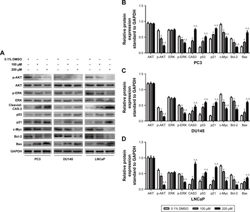 Figure 4 Western blot analysis. (A) Lysates from control and aloperine-treated PC3, DU145 and LNCaP cells were subjected to Western blot analysis using anti-p-AKT, AKT, p-ERK, ERK, c-Myc, cleaved caspase 3 (CAS3), Bcl-2, Bax and GAPDH. (B–D) Quantitative analysis of protein expression levels in prostate cancer cells treated with vehicle or aloperine (*P<0.05 vs vehicle, ΔP<0.05 vs 100 μM, n=3).