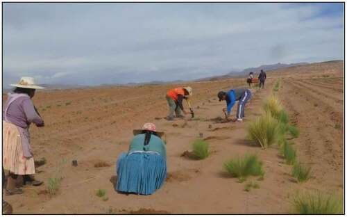 Figure 2. Organized farmer-experimenters plant a live barrier of native plants as a windbreak to control soil erosion.