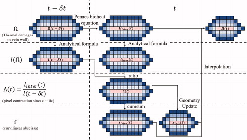 Figure 5. Illustration of thermal damage and vein wall constriction process. The vein wall is represented here by concentric rings of blue pixels, having each a unitary length. Based on the updated temperature field modeled by the Pennes bioheat equation, the thermal damage within each voxel is updated Ωinter and the vein wall constriction (Λ) is computed. The weighed curvilinear abscissa is then calculated and updated. Based on the special mean of the contracted pixel length, the new venous circumference is computed and the new geometry of the vein is updated. Finally, the thermal damage within each pixel of the updated vein wall is computed.