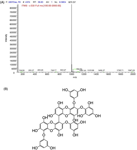 Figure 1. MS spectra and chemical structure of active compound isolated from E. cava. MS spectra and chemical structure of the active compound isolated from E. cava. The spectra were generated in negative ionization mode (A). Chemical structure and HMBC correlations of 2,7″-phloroglucinol-6,6′-bieckol isolated from E. cava. (B).