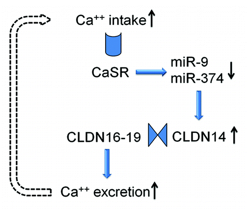 Figure 5. The feedback loop of CaSR signaling in the thick ascending limb cell. The microRNAs and CLDN14 are intermediate molecules that transduce CaSR signals to the Ca2+ effector in the plasma membrane. The claudin interactions underlie the function change in paracellular permeability.