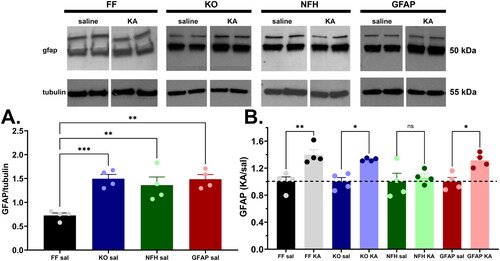 Figure 6. Increased GFAP expression levels following ELS is abrogated in mice lacking neuronal Panx1. (A) Mean ± sem of GFAP expression measured from whole brain homogenates of 2-months old control (saline-injected at P21: Sal) Panx1f/f (FF), global Panx1 knockout (KO), GFAP-Cre:Panx1f/f (GFAP), and NFH-Cre:Panx1f/f (NFH) mice. *p = 0.0172, ***p = 0.0007, (one-way ANOVA followed by Dunnett’s multiple comparison tests, n = 4 mice per genotype). (B) Mean ± sem of the fractional changes in GFAP expression levels measured from whole brains of 2-months old mice that were injected at P21 with kainic acid (KA) relative to saline-injected (Sal) mice. ns = not significant, *p = 0.03, **p = 0.006, (one-way ANOVA followed by Šidák’s multi-comparison test; n = 4 mice per group). Top panel: Representative Western blots showing GFAP and β-tubulin expression levels in whole brains of control (Sal) and ELS (KA) mice.