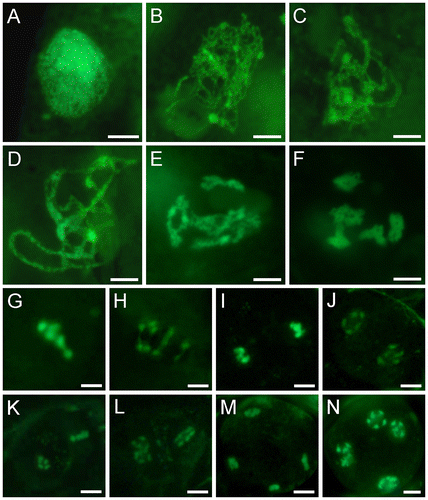 Fig. 3. Meiotic Stages of SYTOX Green-stained male meiocytes of wild-type Arabidopsis.Notes: (A) Preleptotene. (B) Leptotene. (C) Zygotene. (D) Pachytene. (E) Late diplotene. (F) Diakinesis. (G) Metaphase I. (H) Anaphase I. (I) Telophase I. (J) Dyad. (K) Metaphase II. (L) Anaphase II. (M) Telophase II. (N) Tetrad. Bars = 5 μm.