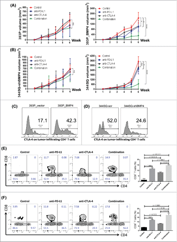 Figure 5. BMP4-mediated tumor progression is targetable by anti-PD-L1 alone or in combination with anti-CTLA-4. (A, B) The indicated antibody or an isotype-matched IgG control was injected into 129/Sv mice (intraperitoneally) once a week for 5 weeks beginning on day 1 after the subcutaneous indicated tumor cell injection (2 × 106 cells per mouse). Dosing per injection was 200 μg of anti-PD-L1, 150 μg of anti-CTLA-4. Tumors were measured once a week for 6 weeks. The tumor growth curves are shown. ns, no significant difference, *p < 0.05, ****p < 0.0001. (C, D) 2 × 106 indicated cells were subcutaneously injected into 129/Sv mice (four mice each group). Tumors were harvested and CTLA-4 expression on tumor-infiltrating CD4+ T cells was analyzed by FACS 2 weeks post-cancer cell injection. (E, F) Fluorescence-activated cell sorting analysis of CD4+TIL and CD8+TIL frequency from the endpoint primary tumors. The representative plots are shown on the left, and the statistical summary is shown on the right. The data from 344SQ tumors are shown in (E); the data from 393P_BMP4 tumors are shown in (F).