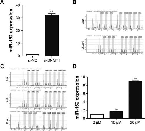 Figure 6 MiR-152 can be regulated by DNMT1. (A) Downregulation of DNMT1 increased the expression of miR-152. (B) DNMT1 attenuated methylation level of miR-152. (C) 5-aza-2′-deoxcycytidine can obviously reduce DNA methylation level of miR-152. (D) Expression of miR-152 was upregulated with the increase of 5-aza-2′-deoxcycytidine concentration (0, 10, and 20 μmol/L). **P<0.05.