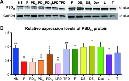 Figure 6 Western blot analysis of the relative levels of PSD95 expression in the hippocampus of rats.