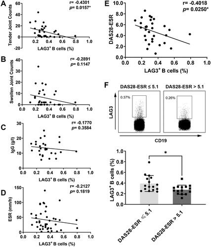 Figure 3. Correlation of LAG3+ B cells with clinical and immunological features of RA patients. The correlation of LAG3+ B cell frequencies with tender joint count (A), swollen joint count (B), concentrations of IgG in serum (C) and ESR in serum (D) was analyzed. The frequencies of LAG3+ B cells were negatively correlated with RA manifestations aforementioned. (E) Correlation analysis of the frequency of LAG3+ B cells with DAS28-ESR score. (F) The frequencies of LAG3+ B cells were compared between two groups (unpaired t test, *p <.05). Notably, in contrast to patients with DAS28-ESR ≤ 5.1, high disease activity group including patients with DAS28-ESR > 5.1 showed significantly lower fractions of LAG3+ B cells. The frequencies of LAG3+ B cells from RA patients (n = 46) were analyzed by flow cytometry, and the representative flow charts from two independent experiments were shown. Statistics analysis was performed using Spearman’s rank correlation test.