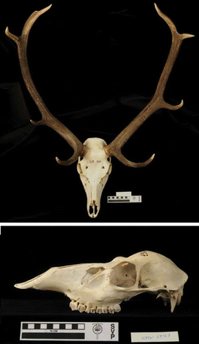 Figure 3. (a) Holotype of Cervus elaphus italicus (skull with antlers of a Mesola stag, NMW 68166 of the Mammal Collection of the Natural History Museum Vienna). (b) Paratype of Cervus elaphus italicus (skull of a Mesola hind, NMW 68167 of the Mammal Collection of the Natural History Museum Vienna; mandibles not shown).