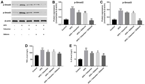Figure 6 Silibinin in combination with valsartan inhibited renal fibrosis in vivo by suppression of TGF-β1 pathway. (A) The protein expressions of p-smad2 and p-smad3 in kidney tissues of mice were measured by Western-blot. Quantification of the ratio of (B) p-smad2 and (C) p-smad3 levels by normalizing to β-actin. The levels of (D) TNF-α and (E) IL-6 in kidney tissues of mice were detected by ELISA kit. **P<0.01 vs control group; #P<0.05 vs HFD group; ##P<0.01 vs HFD group; $$P<0.01 vs TGF-β1+valsartan group.