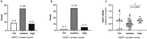 Figure 2. A: Frequencies (count) of samples in low (- -), medium (- +) and high (+ +) staining intensity for hENT1 and (2B) hCNT1. 2C: hENT1 mRNA levels of samples (from ref[Citation15]) allocated to score groups low, medium and high.