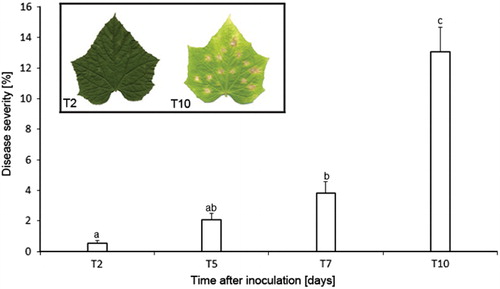 Figure 6. Angular leaf spot development on cucumber leaves. The pictures show representative leaves with disease symptoms caused by P. syringae pv. lachrymans recorded 2 and 10 days after inoculation (T2, T10). Severity of angular leaf spot disease is expressed as the percentage of leaf area affected by necrotic lesions. Data represent the mean values (±SD) from four to seven replicates (n=4–7). Data were statistically analyzed using Kruskal–Wallis one-way analysis of variance and followed up by comparisons of mean ranks with P-values<0.05 considered significantly different.