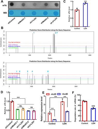 Figure 8 The m6A level and stability of Sox1 mRNA in LDH-treated NPCs. (A) Dot blot detects the effect of Mettl3 deficiency on the m6A level in LDH-treated NPCs. (B) Possible sites with m6A modification of Sox1 (up) and Pax6 (down) mRNA. (C) M6A level of Sox1 mRNA in LDH-treated NPCs. (D) The effect of Mettl3 deficiency on the m6A level of Sox1 mRNA in LDH-treated NPCs. (E) qPCR detects the mRNA expression level of Sox1 after Act-D treatment. (F) The degradation rate of Sox1 mRNA after Act-D treatment. The data are presented as the mean ± SD (n=3, ***p < 0.001, ns means there was no significant difference between the two groups).