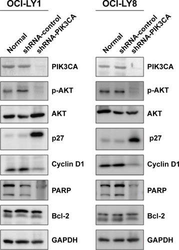 Figure 4 Expression variation of cell cycle- and apoptosis-relevant proteins was detected before and after stable knockdown of PIK3CA in OCI-LY1 and OCI-LY8 cells.
