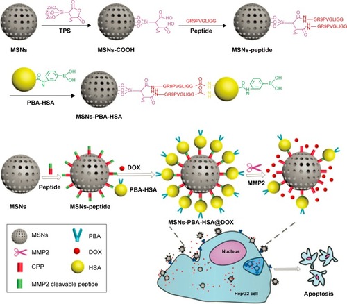 Figure 7 Schematic illustration of the functionalization routes of an MSN-based drug-delivery system and its enzyme-mediated biological responses.Note: Reproduced from Liu J, Zhang B, Luo Z, et al. Enzyme responsive mesoporous silica nanoparticles for targeted tumor therapy in vitro and in vivo. Nano scale. 2015;7(8):3614–3626,Citation102 with permission of The Royal Society of Chemistry, DOI http://dx.doi.org/10.1002/adfm.201201316.Abbreviations: MSN, mesoporous silica nanoparticle; MMP, matrix metalloprotein; PBA, phenyl boronic acid; HSA, human serum albumin; DOX, doxorubicin hydrochloride; CPP, cell penetration peptide; TPS, 3-triethoxysilylpropylsuccinic anhydride.