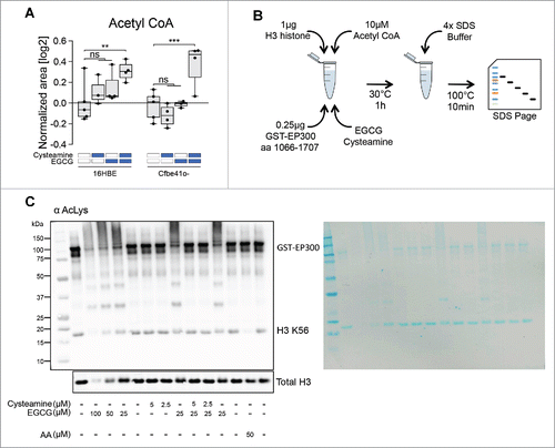 Figure 4. Effects of cysteamine and epigallocatechin gallate (EGCG) on protein cross-linking in a cell-free system. (A) Boxplot representation of Acetyl CoA according to the metabolic profiling (Fig. 1). Data are shown as log2-normalized area for the relative metabolite peak. Asterisks indicate significant differences (moderate t-test) induced by each treatment with respect to untreated controls for both 16HBE and Cfbe41o- cells. (B) Schematic representation of the in vitro acetylation assay in a cell-free system. Reaction was performed using 1 μg H3 histone, 10 μM Acetyl CoA, 0.25 μg GST-EP300 together with cysteamine and EGCG. (C) Immunoblot for acetyl-lysine residues of the in vitro acetylation assay using the indicated concentrations of cysteamine and EGCG. Anacardic Acid (AA) has been used as control for EP300 activation with consequent reduction of H3 K56 levels. Total H3 immunoblot was performed as loading control. The nitrocellulose membrane was stained with Pierce™ Reversible Protein Stain Kit to assess quality of the tested samples (right side of the panel). The images are representative of one experiment that has been performed at least 3 times yielding similar results. ns: non-significant. **p < 0.01, ***p < 0.001.