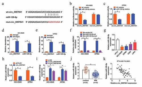 Figure 4. Circ_0007841 could sponge miR-129-5p. (a) The predicted binding sites between circ_0007841 and miR-129-5p, as well as the mutant. (b-c) Dual-luciferase reporter assay for the luciferase activity of wt-circ_0007841 and mut-circ_0007841 in NCI-H929 and OPM2 cells co-transfected with NC mimics or miR-129-5p mimics. (d-e) RIP and RT-qPCR assays for the binding efficiency of circ_0007841 and miR-129-5p to Ago2 protein in NCI-H929 and OPM2 cells. (f) RNA pull-down assay for confirming the binding ability of circ_0007841 and miR-129-5p in NCI-H929 and OPM2 cells. (g-j) QRT-PCR assay for the relative expression of miR-129-5p in nPCs, NCI-H929, OPM2, U266 and JJN3 cells (g), in NCI-H929 and OPM2 cells transfected with pCD-ciR or circ_0007841 (h), in NCI-H929 and OPM2 cells transfected with si-NC, si-circ_0007841#1 and si-circ_0007841#2 (i), as well as in bone marrow aspirates from MM patients (MM) and donors (Control) (j). (k) Spearman’s correlation analysis for the expression levels of circ_0007841 and miR-129-5p in bone marrow aspirates from MM patients. *P < 0.05