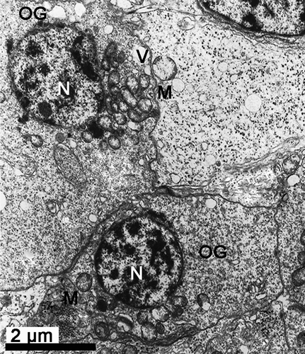 Figure 2.  Electron micrograph of oogenesis in female Protothaca (Notochione) jedoensis. Oogonia (OG). Note a large nucleus (N), and several mitochondria (M) and vacuoles in the cytoplasm.