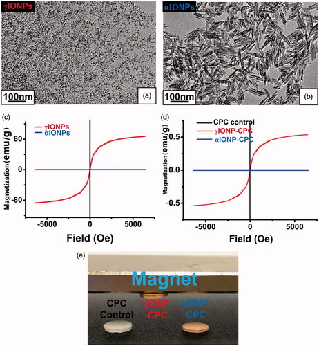 Figure 1. Fabrication of iron oxide nanoparticle-containing CPC (IONP-CPC). (a) TEM image of γIONPs. (b) TEM of αIONPs. (c) Magnetic hysteresis loops of γIONPs and αIONPs, showing that γIONPs were super-paramagnetic, while αIONPs were not. (d) The overlap magnetic hysteresis loop of VSM results confirmed that γIONP-CPC was super-paramagnetic, while CPC control and αIONP-CPC were not super-paramagnetic. (e) CPC control, γIONP-CPC and αIONP-CPC. Only γIONP-CPC was attracted by a magnet.