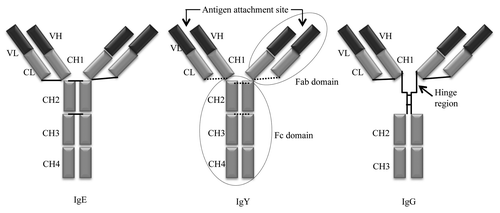 Figure 1. Basic structure of IgY. IgY molecule containing two heavy and two light chains. The heavy chain consists of a variable domain (VH) and four constant domains (CH1, CH2, CH3 and CH4). The two heavy chains are connected by disulfide bonds are shown as solid (known) or dashed (putative) lines. The light chain has one variable domain (VL) and only one constant domain (CL). Fragment antibody (Fab) domain binds to antigenic epitopes, Fragment crystallizable (Fc) domain of IgY has biological effector functions, are circled. The domain structure of IgG shown here with the hinge region represented by a zigzag line linking CH1 and CH2.