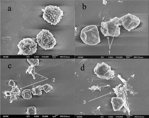 Figure 9. SEM images of the surface of control and low-temperature, plasma-treated A. flavus spores. (a) Control , (b) 300 W-30 s, (c) 400 W-30 s, and (d) 500 W-30 s. 1, change in the shape of cells; 2, disruption of spore’s coat; and 3, spore debris due to the bursting of spores.