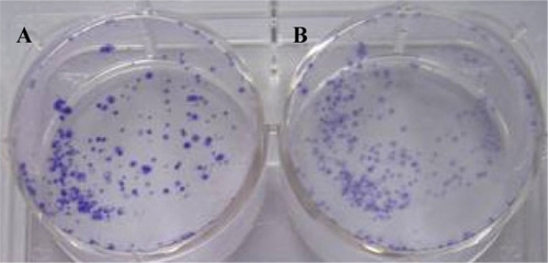 Figure 2 The clone formation efficiency of BcaCD885 cell treated or untreated with QD800 after 21 d of culture. Panel A indicated the unlabeled BcaCD885 cells and panel B indicated BcaCD885 labeled with QD800.