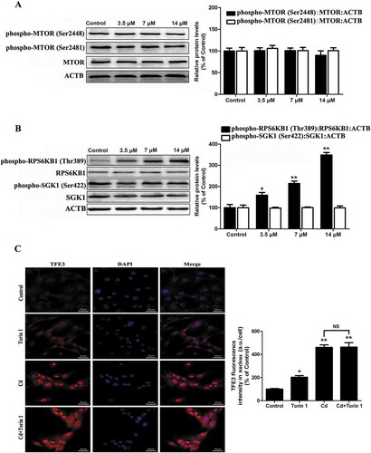 Figure 5. Cd activates TFE3 in a manner independent of MTORC1 in cultured MSCs. MSCs were treated with various concentrations of Cd for 24 h. Western blot analysis was then performed to assess the expression levels of (a) phospho-MTOR (Ser2448) and phospho-MTOR (Ser2481) and (b) phospho-RPS6KB1 (Thr389) and phospho-SGK1 (Ser422). (c) Immunofluorescence of the 14 μM Cd-exposed MSCs that were incubated with anti-TFE3 antibody and DAPI after incubation with or without 250 nM of the MTORC1 inhibitor Torin 1. The results are expressed as the percentage of the control, which was set to 100%. The values are presented as the means ± SEM, *p < 0.05, **p < 0.01 versus control group. (n = 3).