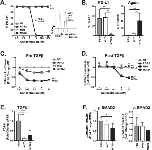 Figure 1. M7824 binds to murine PD-L1 and suppresses murine TGFβ signaling. (A) EMT6 tumor cells were treated with IFNγ for 24 hours to induce maximal PD-L1 expression (inset) followed by treatment with nothing (no treatment-NT), αPD-L1 (PD-L1), M7824mut (MUT), or M7824 for 30 minutes prior to analysis of surface PD-L1 expression by flow cytometry. Data represent 3 independent experiments. (B) 2.5 × 105 EMT6 tumor cells were orthotopically implanted into Balb/c mice. When tumor volumes reached 50–100mmCitation3, mice were treated i.p. at days 10, 12, and 14 with PBS or 492μg MUT or M7824. Twenty-four hours after the last treatment, intratumoral analysis of surface PD-L1 expression (left) and presence of biologic agents M7824mut or M7824 (right) on CD45 negative cells was performed by flow cytometry. Graphs show mean ± SD. Data represent 2 independent experiments, n = 5 mice. (C) 4T1-pSMAD2-luc tumor cells were exposed to PD-L1, MUT, or M7824 for 30 minutes followed by 2.5 ng/ml TGFβ1. Graph (mean ± SD) shows luciferase activity of SMAD2 reporter after 1 hour. Data represent 2 independent experiments. (D) 4T1-pSMAD2-luc tumor cells were treated with 2.5 ng/ml TGFβ1 for 30 minutes followed by PD-L1, MUT, or M7824. Graph (mean ± SD) shows luciferase activity of SMAD2 reporter after 6 hours. Data represent 3 independent experiments. (E) EMT6 tumor-bearing mice were treated as in (B). Twenty-four hours after the last treatment, plasma TGFβ1 level was examined. Graph shows mean ± SD. Data combined from 2 independent experiments, n = 3-6 mice per experiment. (F) EMT6 tumor cells were implanted as in (B). When tumor volumes reached 500mmCitation3, mice were treated at days 17, 19, and 21 with MUT or M7824. Six hours after the last treatment, phosphorylation and total level of SMAD2 and SMAD3 were determined by capillary Western blot. Graphs show mean ± SD. Data combined from 2 independent experiments, n = 2-5 mice per experiment.