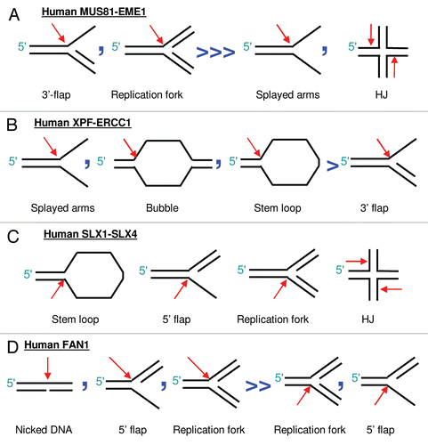 Figure 2 Nuclease activity of structure-specific endonucleases implicated in ICL repair. The substrate preference for human (A) MUS81-EME1, (B) XPF-ERCC1, (C) SLX1–SLX4 and (D) FAN1 is summarized. The region of cleavage is indicated by a red arrow in the DNA structure. The preference of cleaving one DNA substrate over another is indicated by chevron arrows, commas denote similar levels of incision efficiency. Figure adapted from Ciccia et al., Svendsen et al. and Smogorzewska et al.Citation33–Citation35